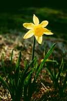 dafodil